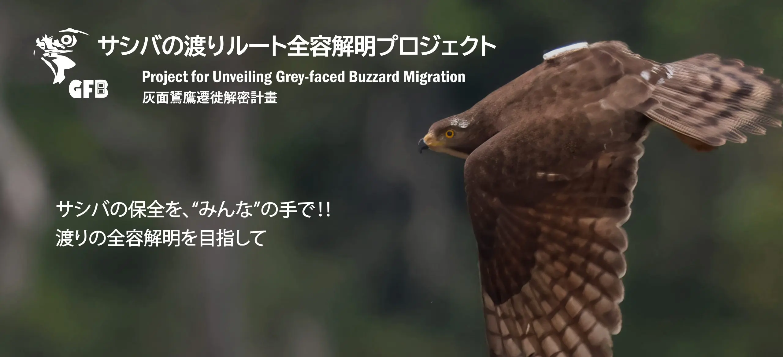 サシバ渡りプロジェクト